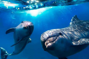 30 Цікавих фактів про дельфінів 30 Цікавих фактів про дельфінів